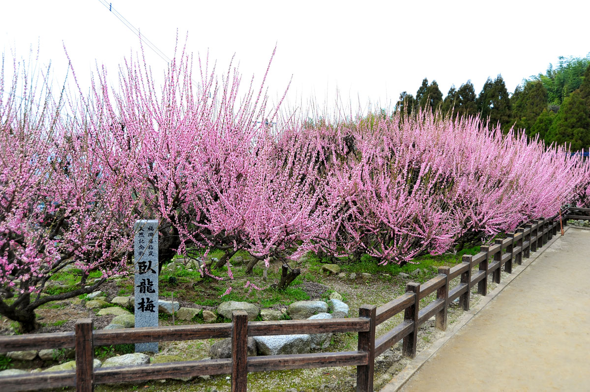 臥龍梅　（大牟田市）