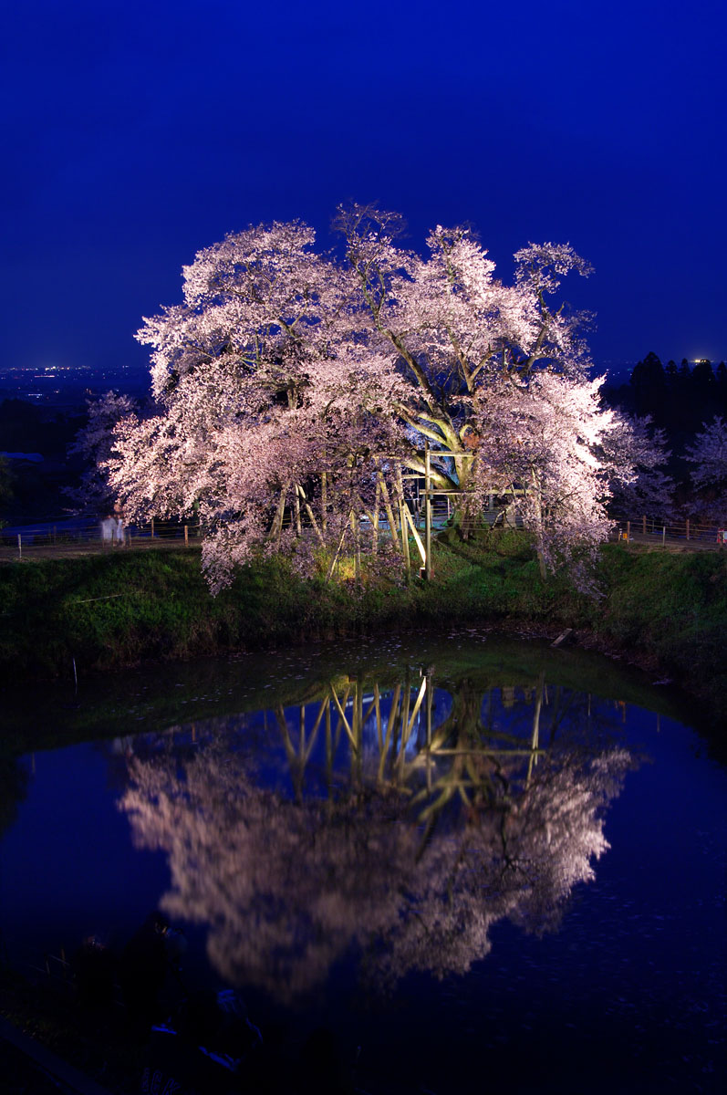 浅井の一本桜　（久留米市）