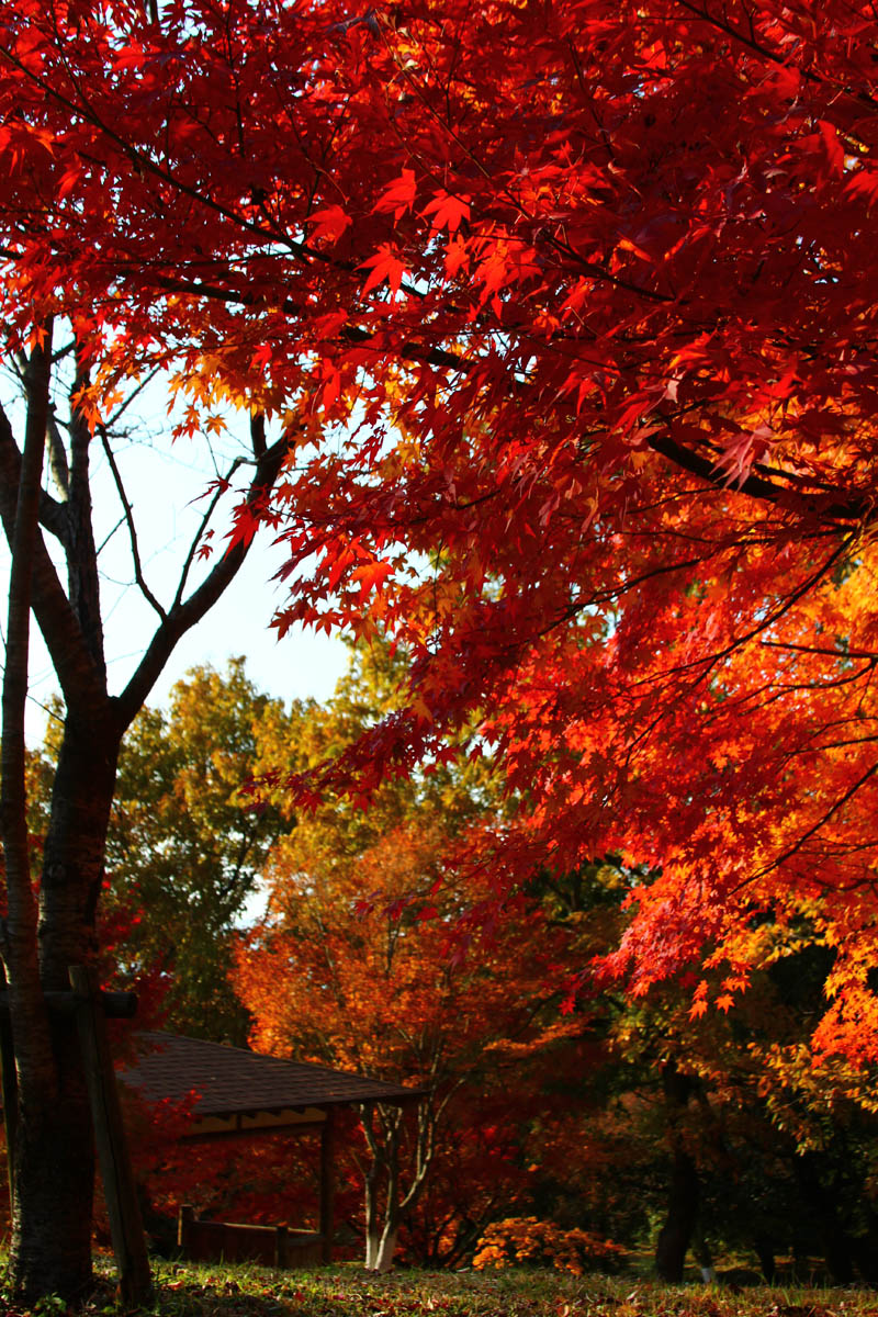 紅葉の森　（直方市）