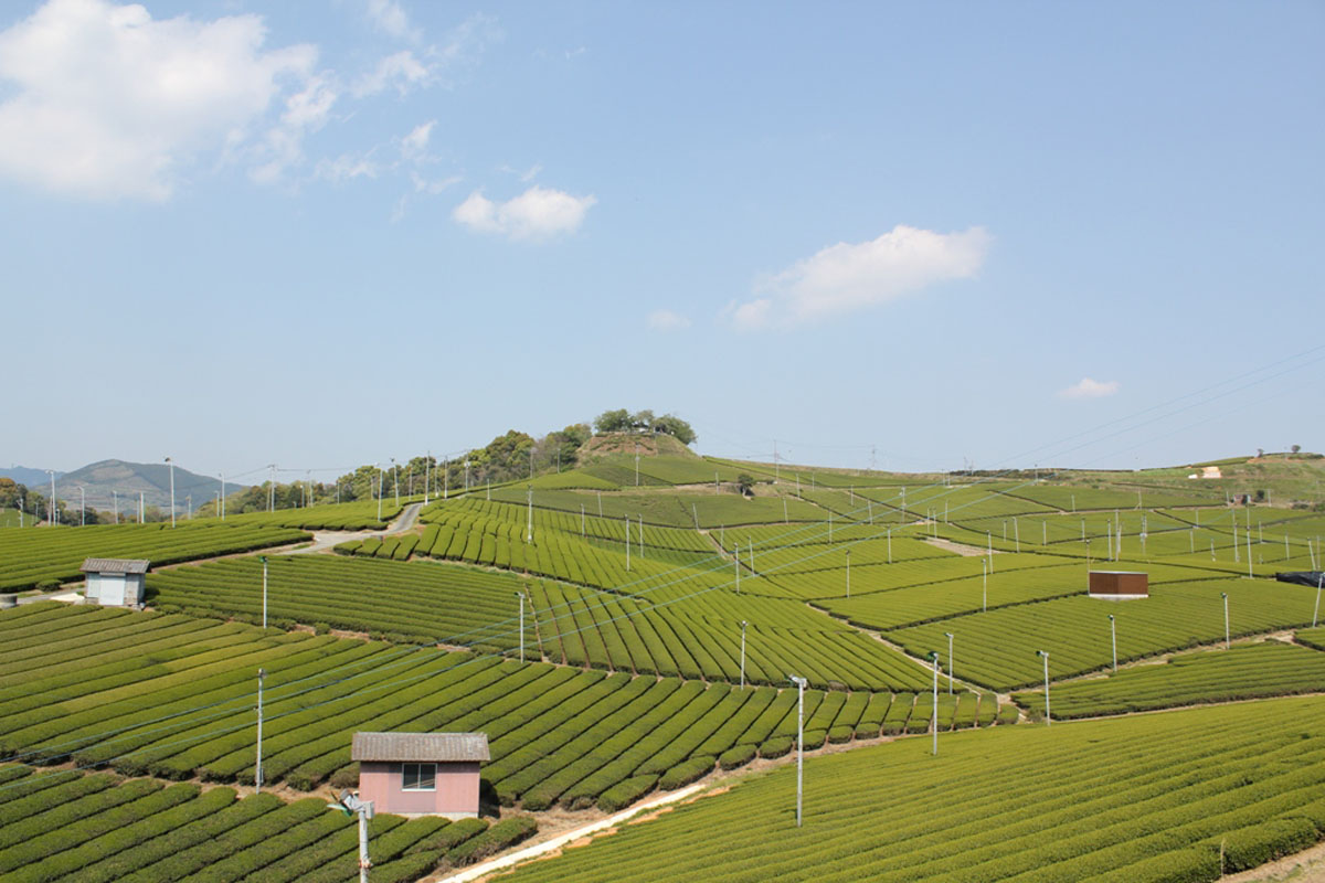 八女中央大茶園　（八女市）