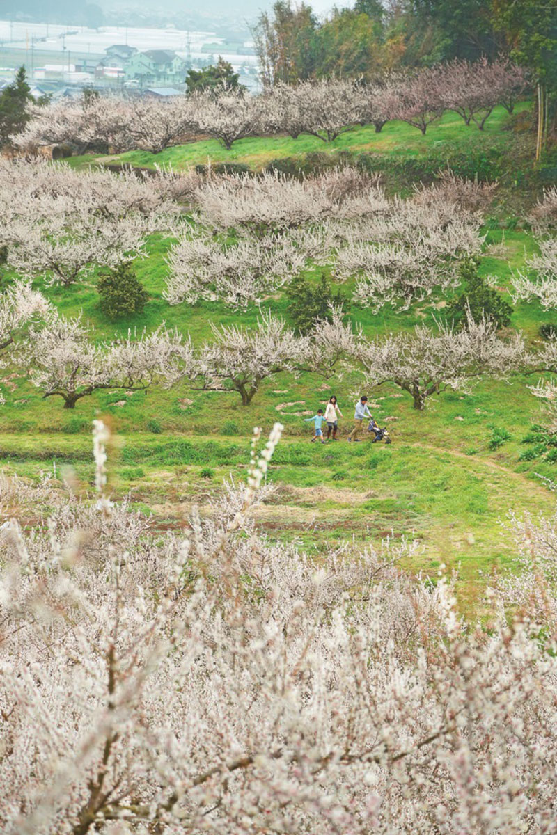 谷川梅林　（八女市）
