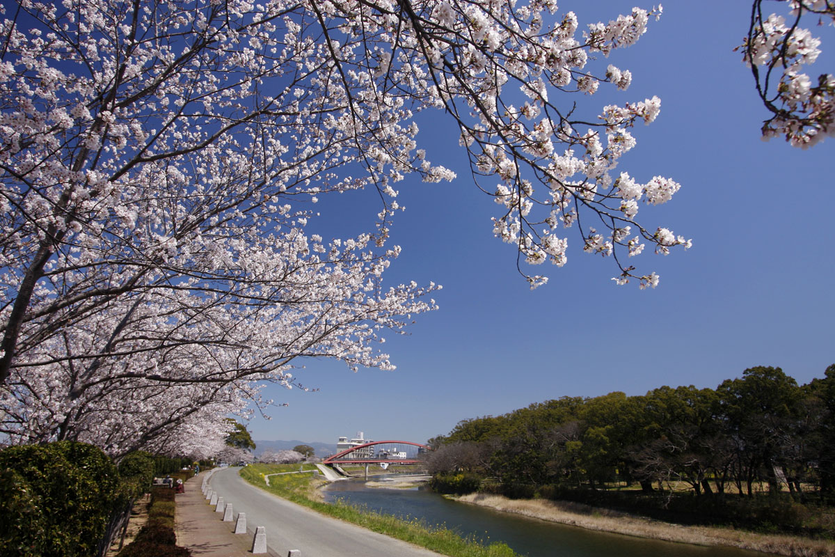 清流矢部川の桜並木　（筑後市）