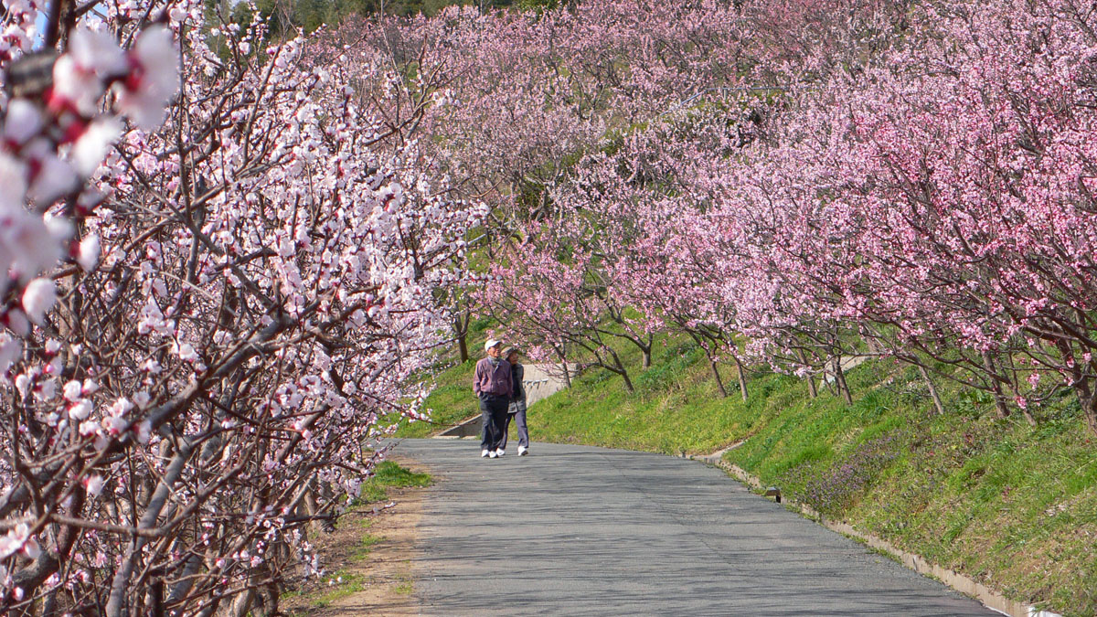 あんずの里運動公園のあんずの花　（福津市）