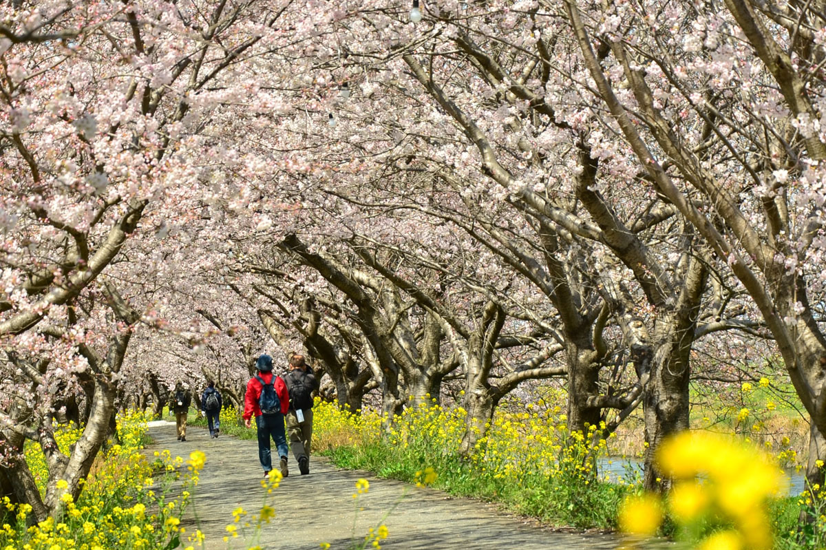 流川桜並木　（うきは市）