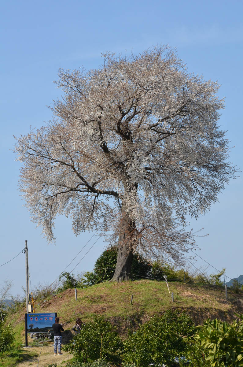 天保古平家一本桜　（みやま市）