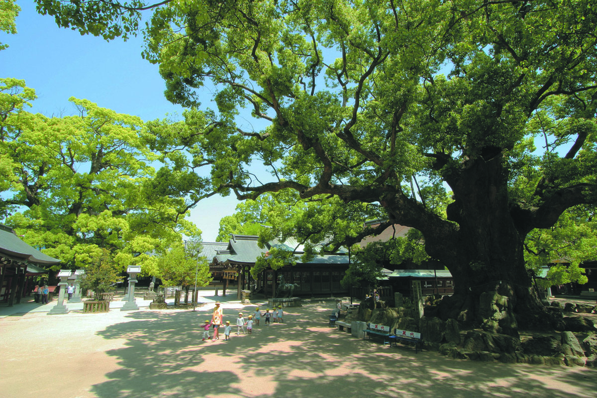 宇美八幡宮のクスの杜　（宇美町）