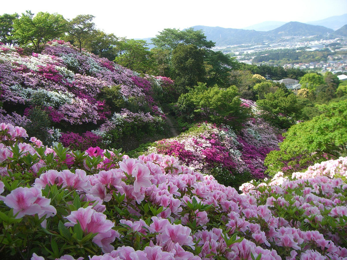 皿山公園　（須恵町）