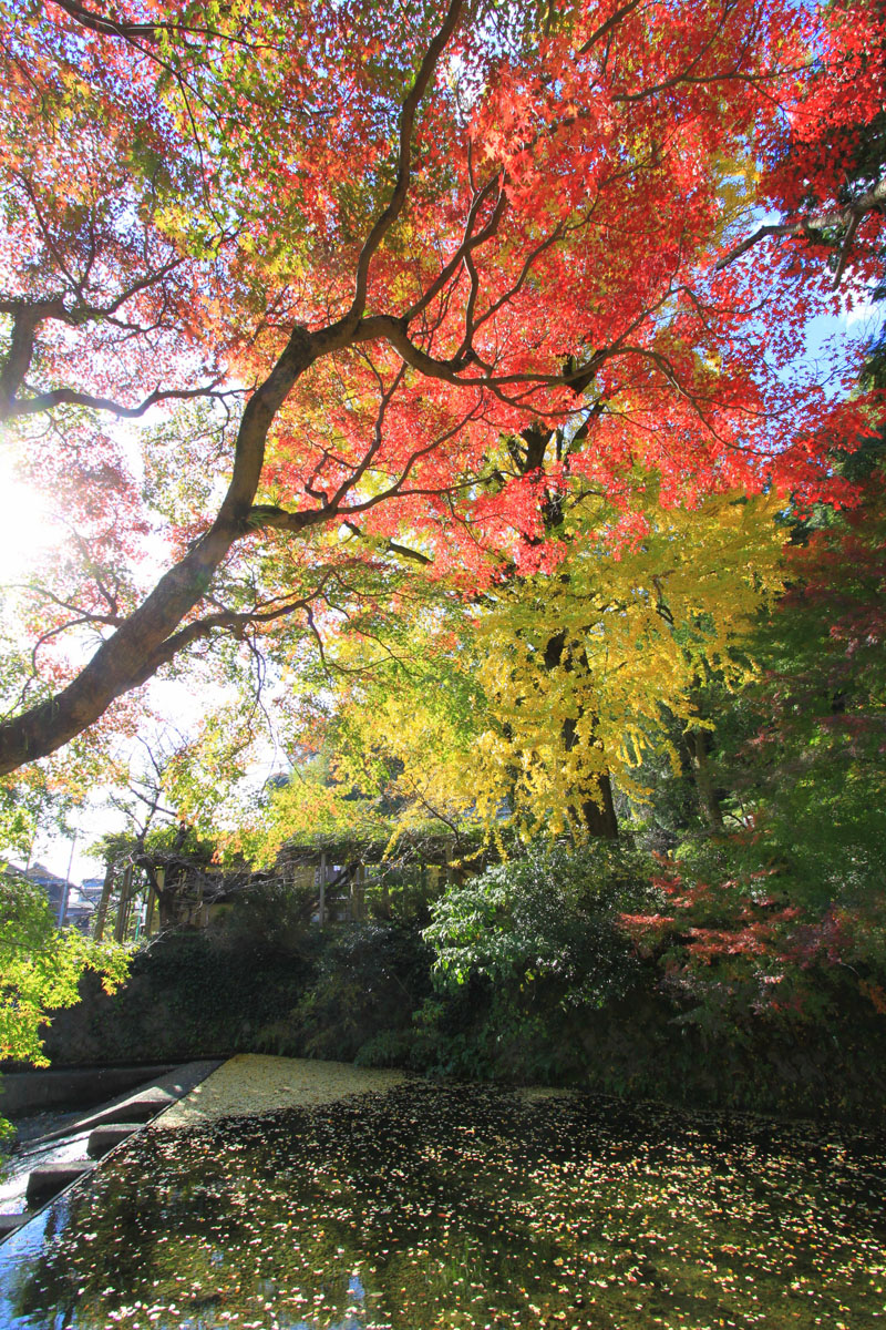 猪野の秋　（久山町）