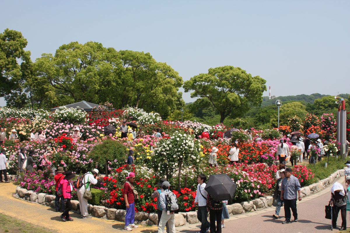 駕与丁公園のバラ園　（粕屋町）