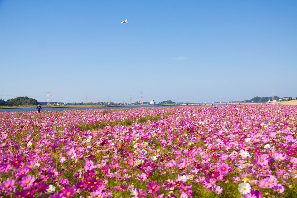 水巻遠賀川緑地（猪熊河川敷）　（水巻町）