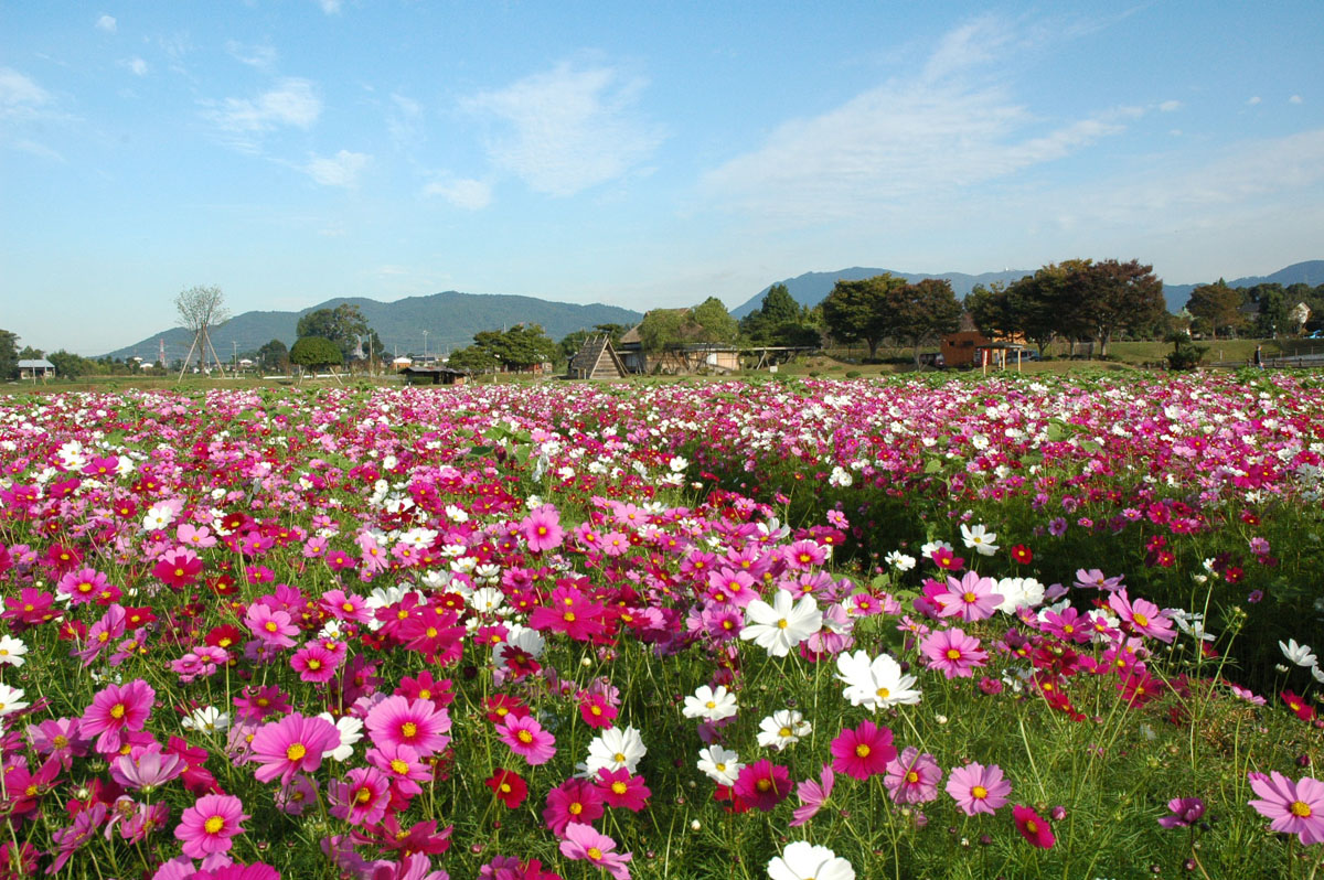 ふれあいファームとコスモス　（筑前町）