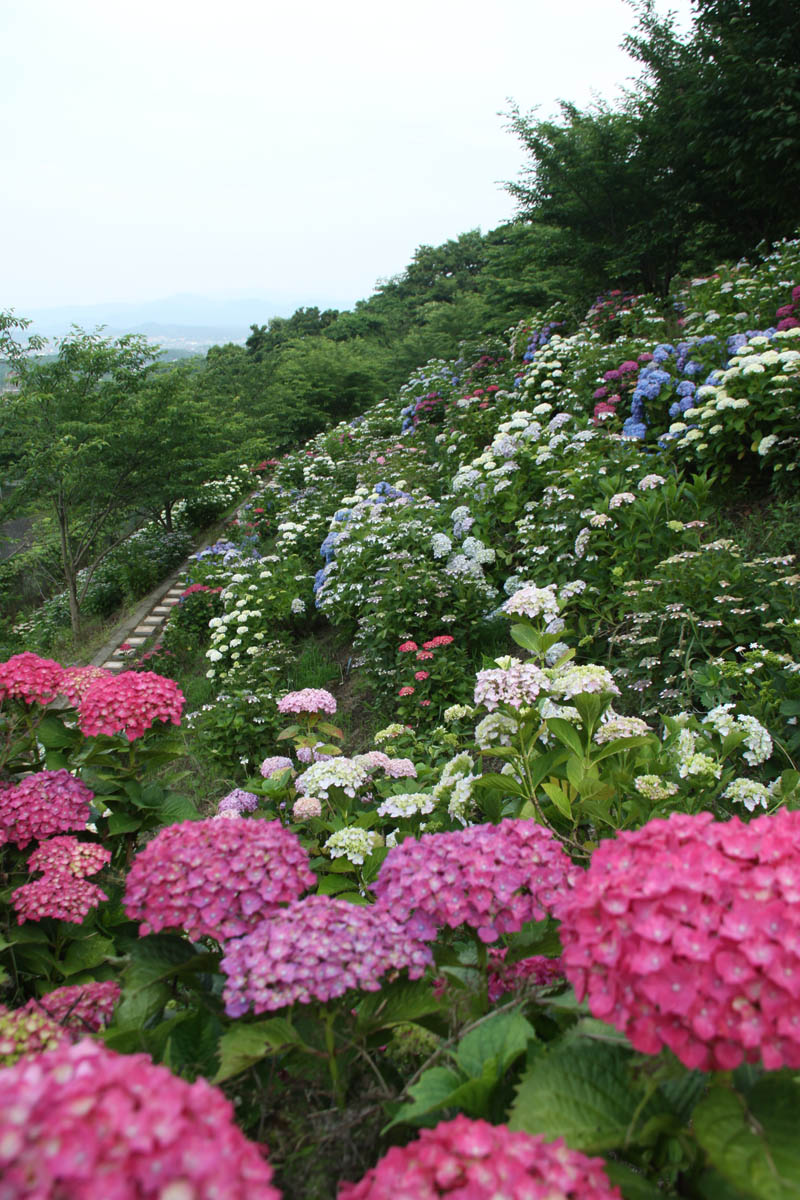 金山アジサイ園　（糸田町）