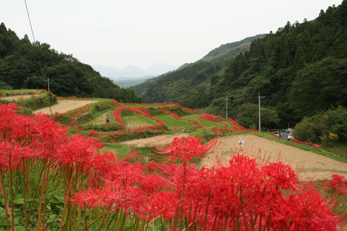 安宅（あたか）棚田彼岸花群生地　（川崎町）