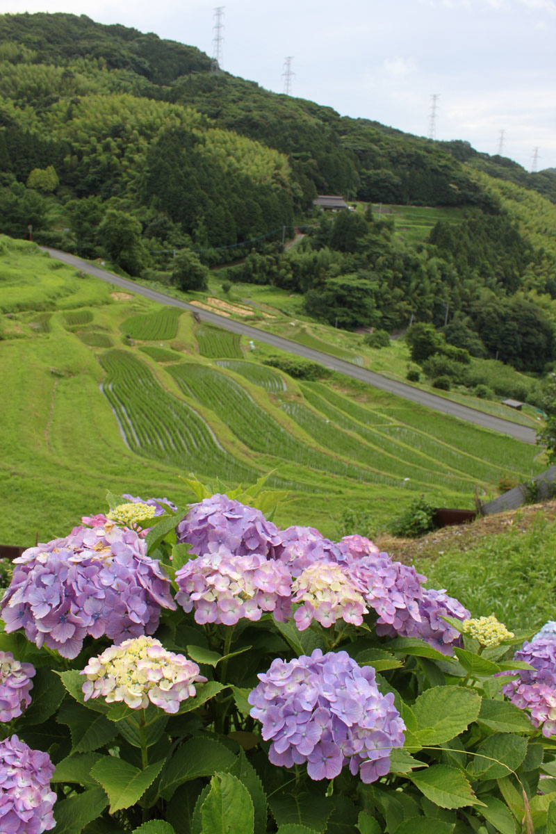 等覚寺の棚田　（苅田町）