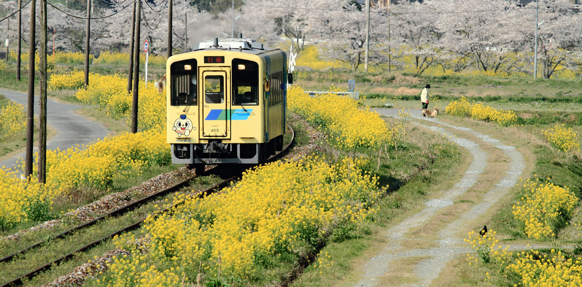 菜の花と桜並木を行く平成筑豊鉄道なのはな号　（みやこ町）
