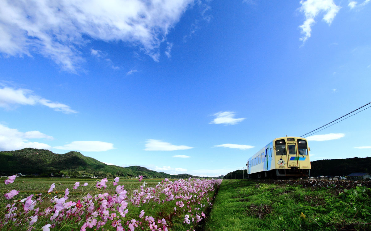 コスモスの小路と馬ヶ岳城址と平成筑豊鉄道　（みやこ町）