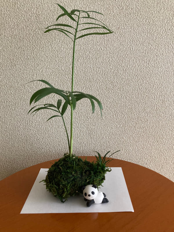 コケ玉