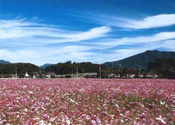 Oto Town